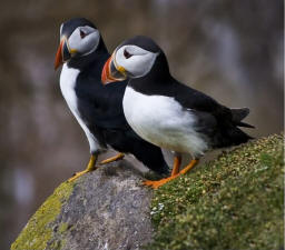 Puffins - a favourite with Sark birdwatchers