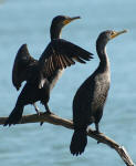 Cormorants