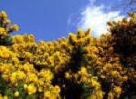 Wild Gorse on Sark