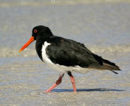 Oyster Catcher