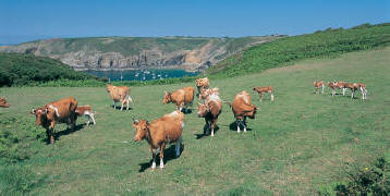 Cows in pasture