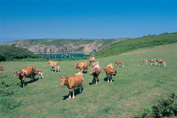 Cows in a field